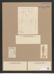 Gomphonema geminatum (Lyng.) Ag. (de-Toni-Nr.: Genus 37, Species 1725) Zeichnungen Sammlung Grunow Nr. 3358 (NHMW-BOT-W0370871)